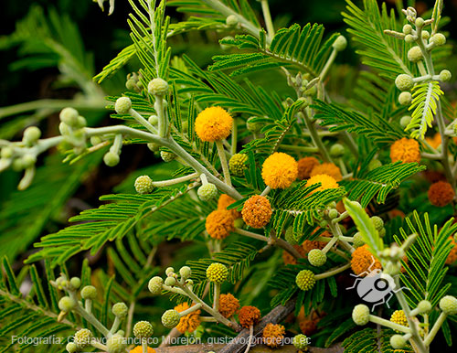 Gustavo Morejón: Fotografías en la categoría Fotografías de la flora de la ciudad de Cuenca, Ecuador.