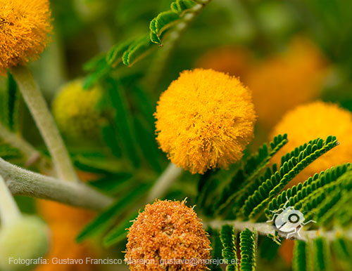 Gustavo Morejón: Fotografías en la categoría Fotografías de la flora de la ciudad de Cuenca, Ecuador.