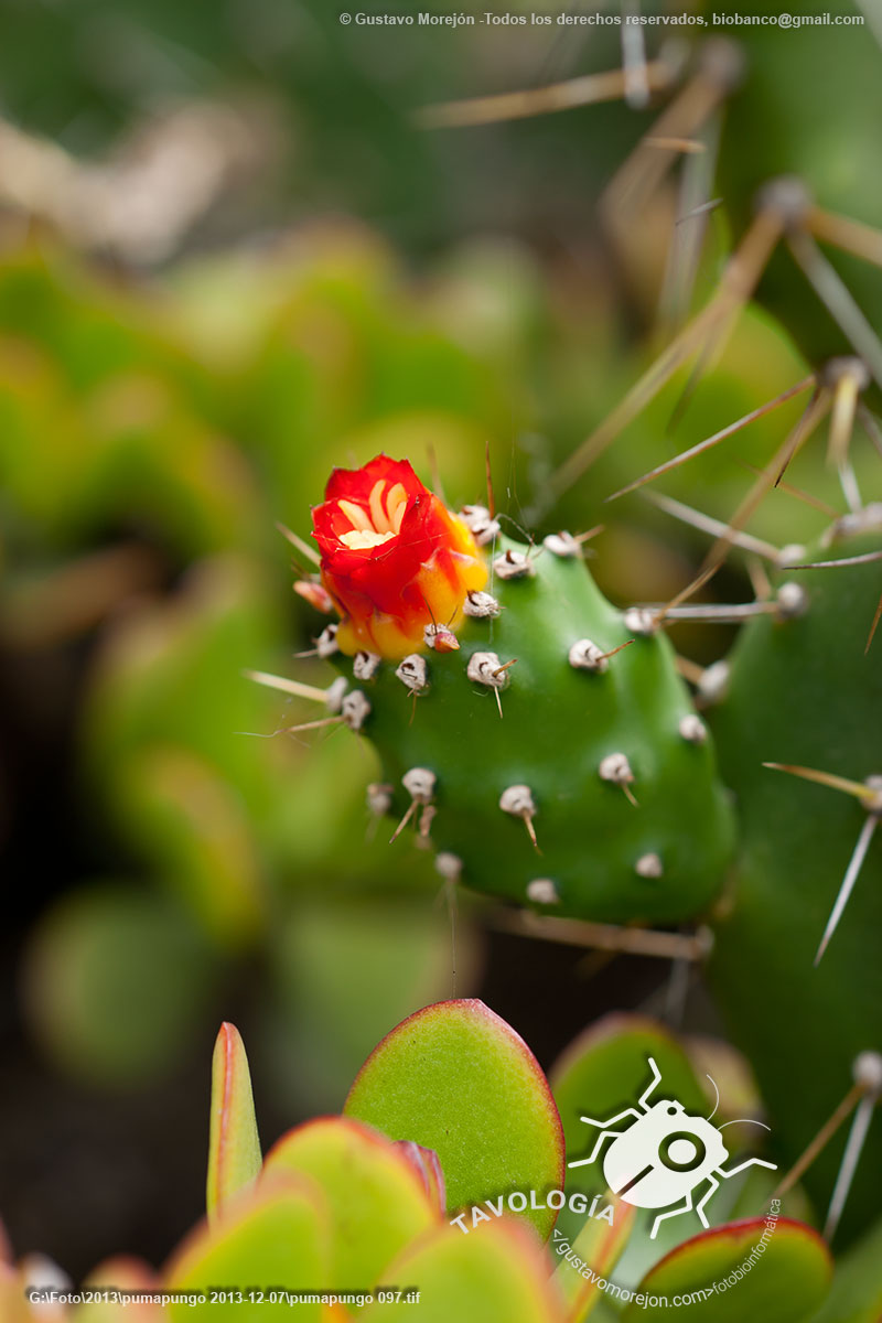 Nopal