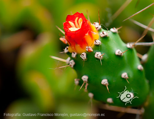 Gustavo Morejón: Fotografías en la categoría Fotografías de la flora de la ciudad de Cuenca, Ecuador.