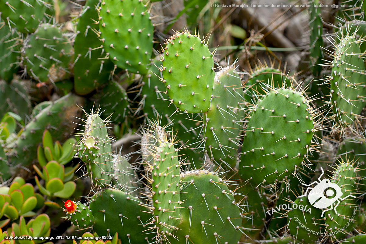 Nopal