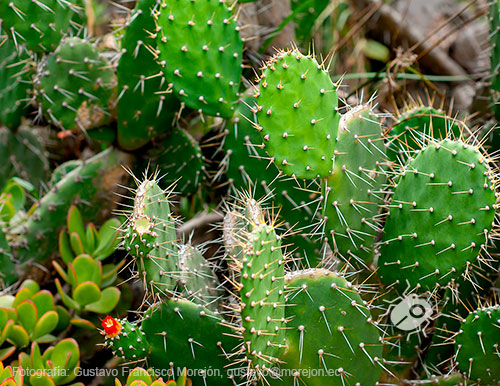 Gustavo Morejón: Fotografías en la categoría Fotografías de la flora de la ciudad de Cuenca, Ecuador.