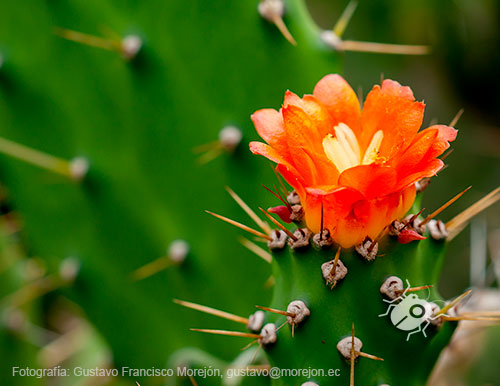 Gustavo Morejón: Fotografías en la categoría Fotografías de la flora de la ciudad de Cuenca, Ecuador.