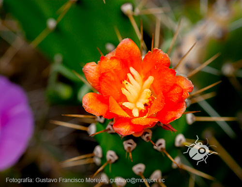 Gustavo Morejón: Fotografías en la categoría Fotografías de la flora de la ciudad de Cuenca, Ecuador.