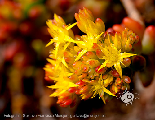 Gustavo Morejón: Fotografías en la categoría Fotografías de la flora de la ciudad de Cuenca, Ecuador.