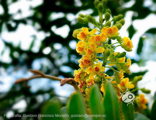 Gustavo Morejón: Fotografías en la categoría Fotografías de la flora de la ciudad de Cuenca, Ecuador.