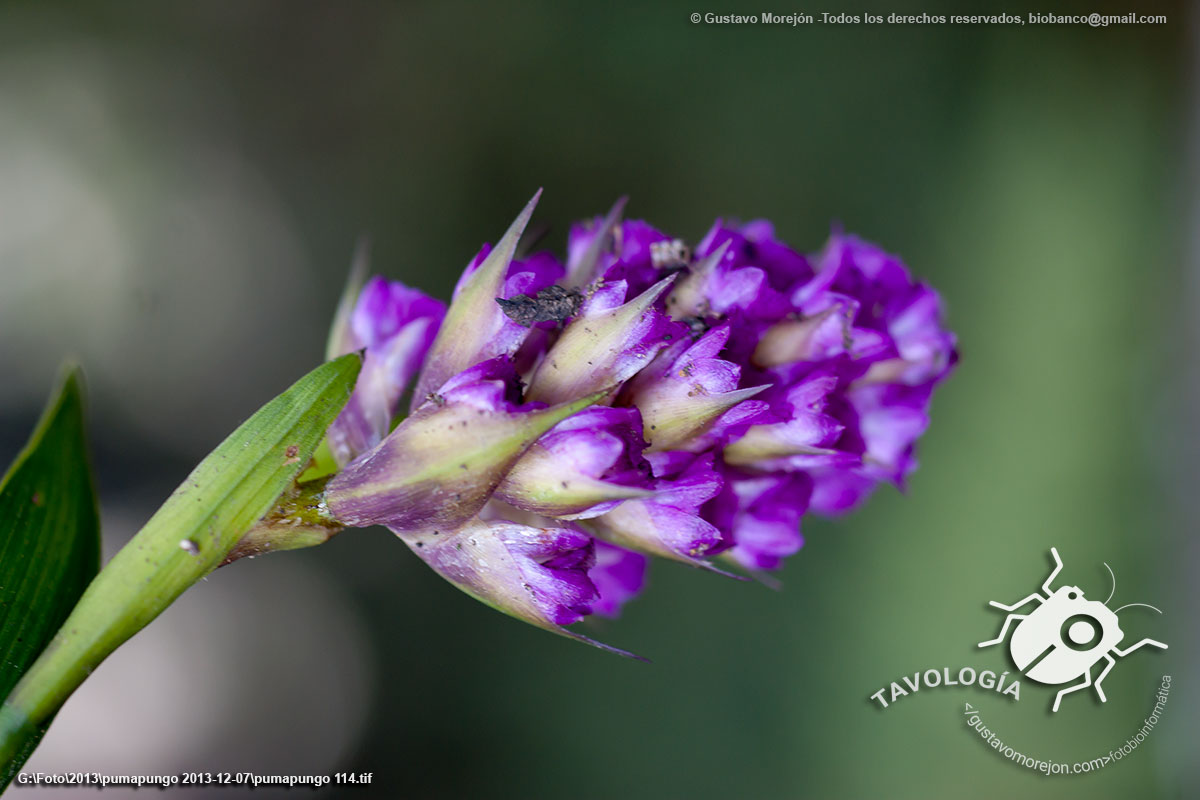 Orquídea