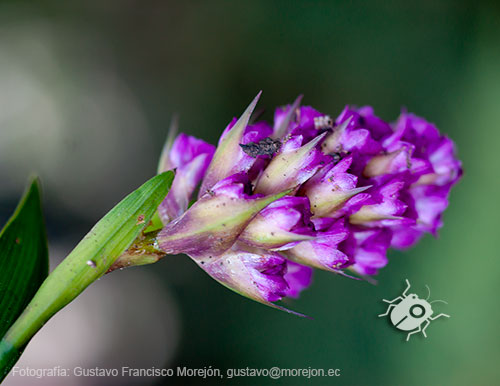 Gustavo Morejón: Fotografías en la categoría Fotografías de la flora de la ciudad de Cuenca, Ecuador.