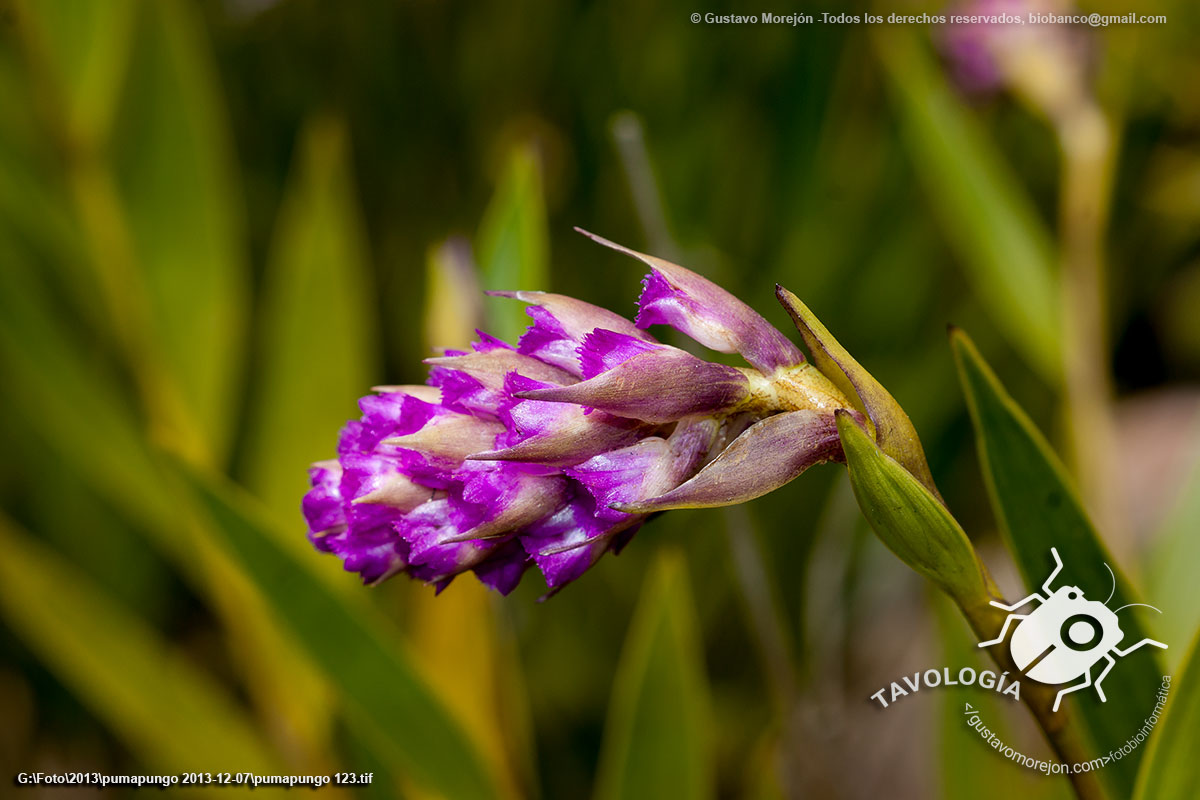 Orquídea