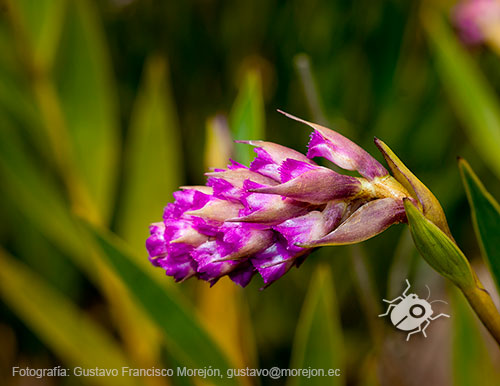 Gustavo Morejón: Fotografías en la categoría Fotografías de la flora de la ciudad de Cuenca, Ecuador.