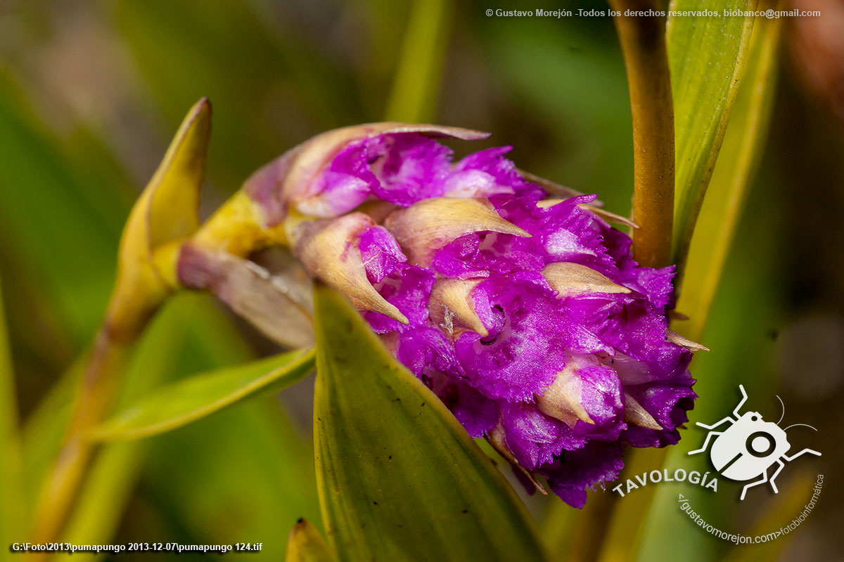 Orquídea