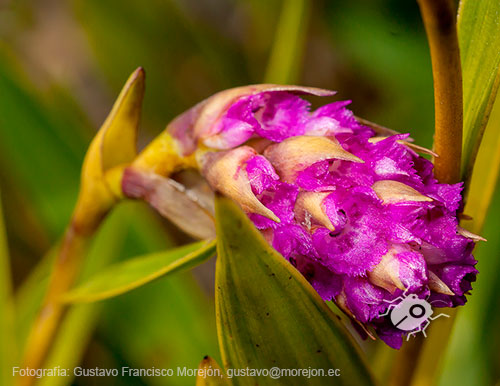 Gustavo Morejón: Fotografías en la categoría Fotografías de la flora de la ciudad de Cuenca, Ecuador.