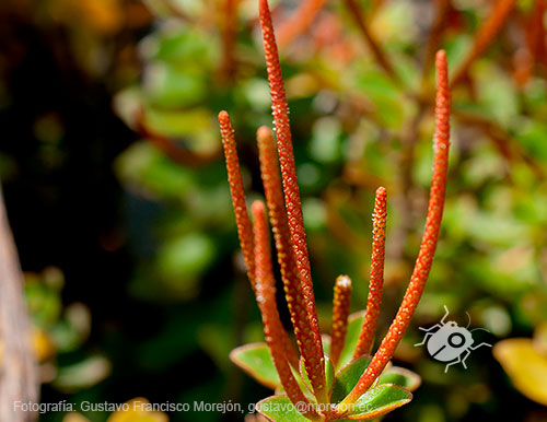 Gustavo Morejón: Fotografías en la categoría Fotografías de la flora de la ciudad de Cuenca, Ecuador.