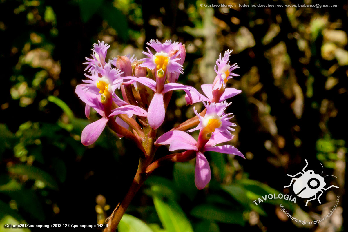 Flor de Cristo