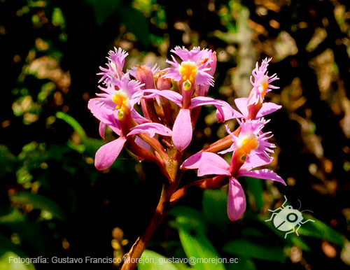 Gustavo Morejón: Fotografías en la categoría Fotografías de la flora de la ciudad de Cuenca, Ecuador.