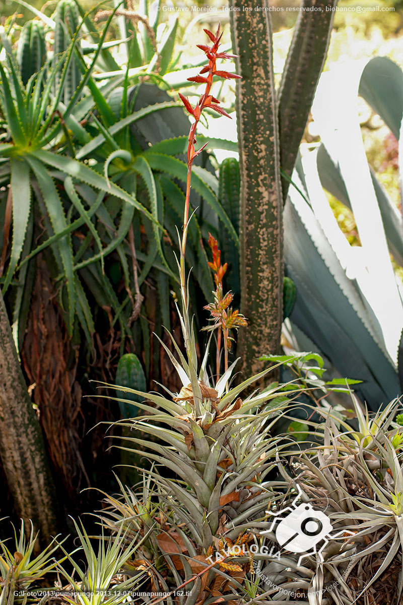 Bromelia