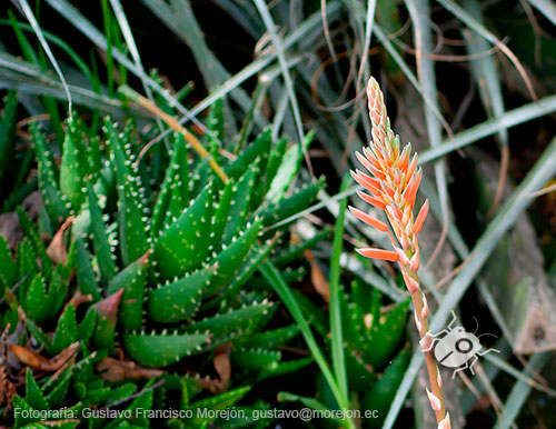 Gustavo Morejón: Fotografías en la categoría Fotografías de la flora de la ciudad de Cuenca, Ecuador.