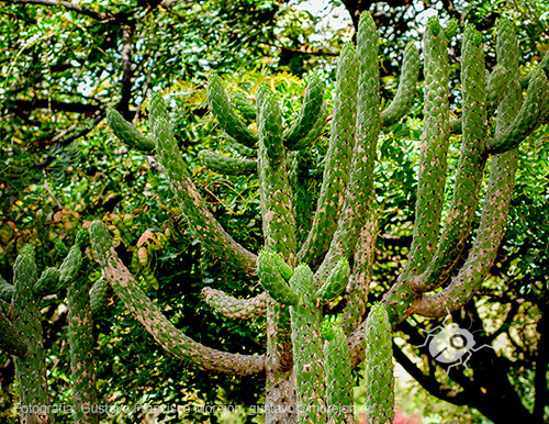 Gustavo Morejón: Fotografías en la categoría Fotografías de la flora de la ciudad de Cuenca, Ecuador.