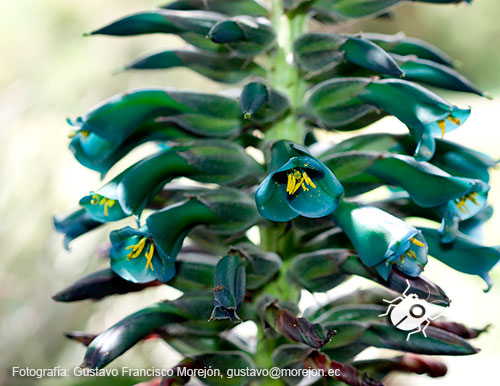 Gustavo Morejón: Fotografías en la categoría Fotografías de la flora de la ciudad de Cuenca, Ecuador.