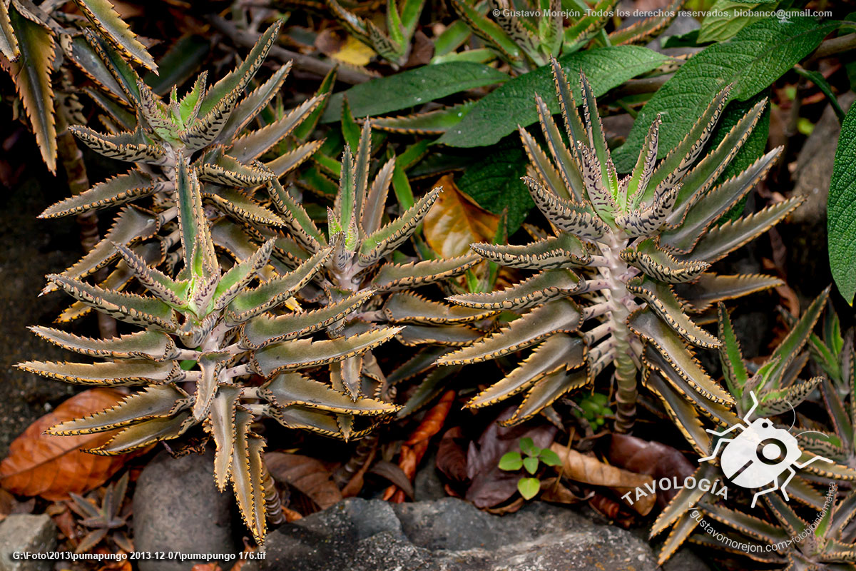 Kalanchoe Híbrido de Madagascar