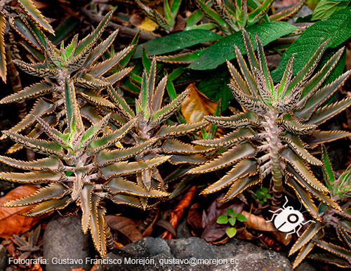 Gustavo Morejón: Fotografías en la categoría Fotografías de la flora de la ciudad de Cuenca, Ecuador.