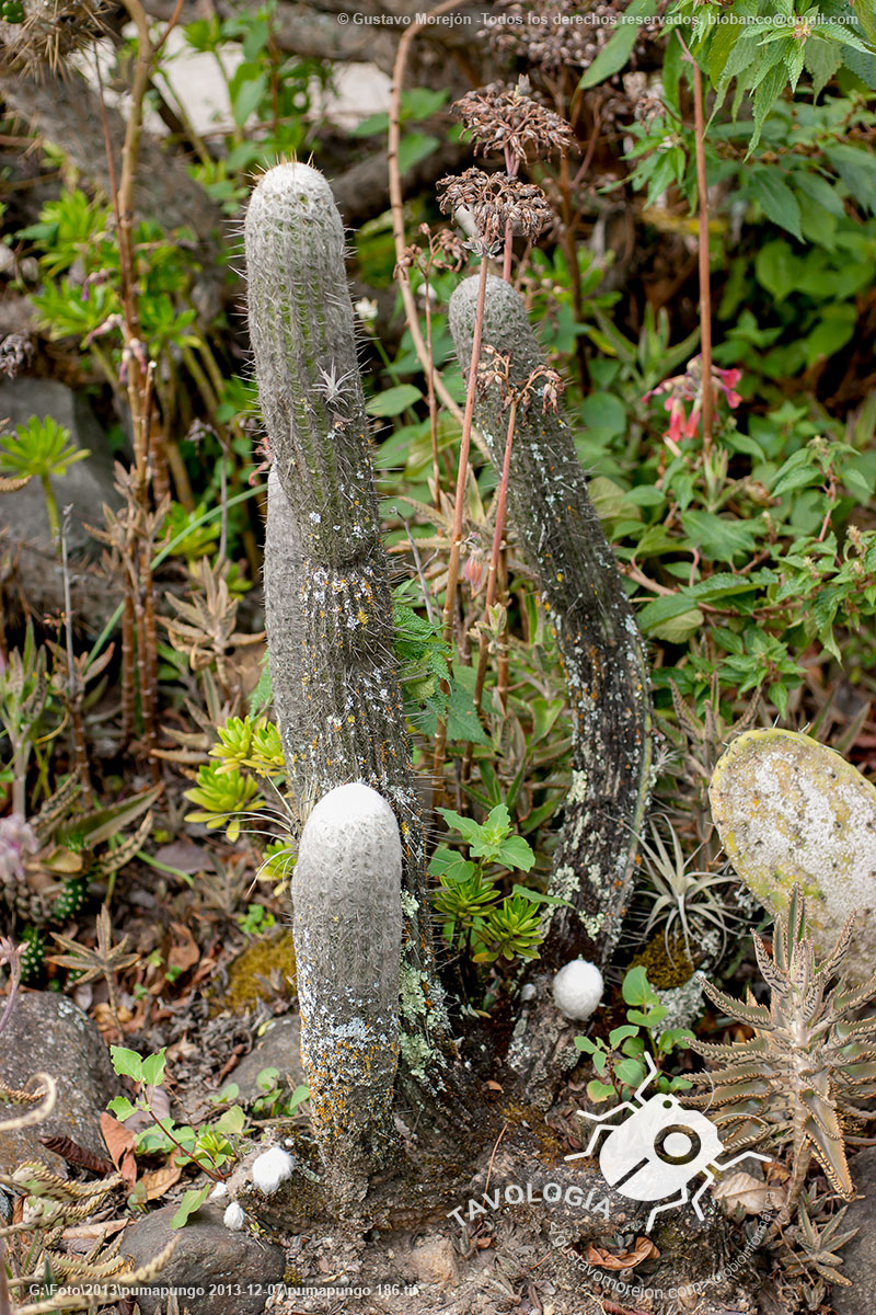 Cactus canoso