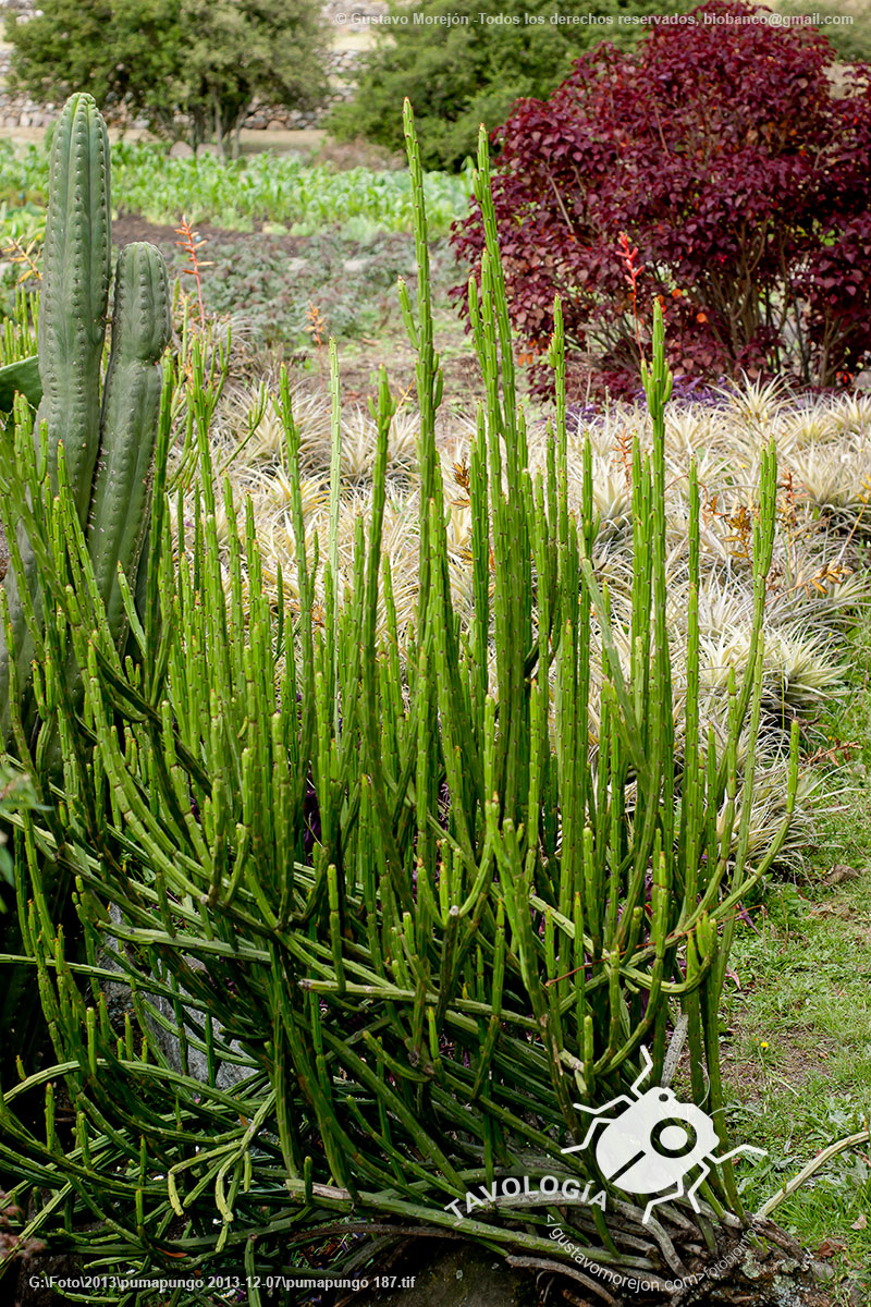 Cactus no identificado