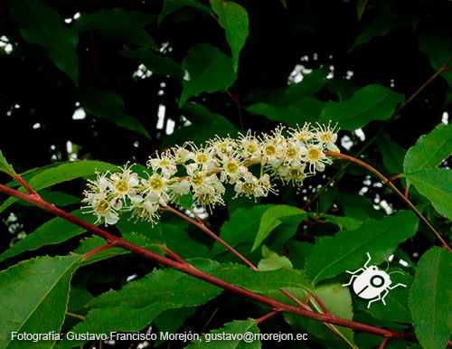 Gustavo Morejón: Fotografías en la categoría Fotografías de la flora de la ciudad de Cuenca, Ecuador.