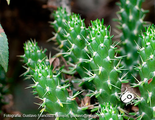 Gustavo Morejón: Fotografías en la categoría Fotografías de la flora de la ciudad de Cuenca, Ecuador.