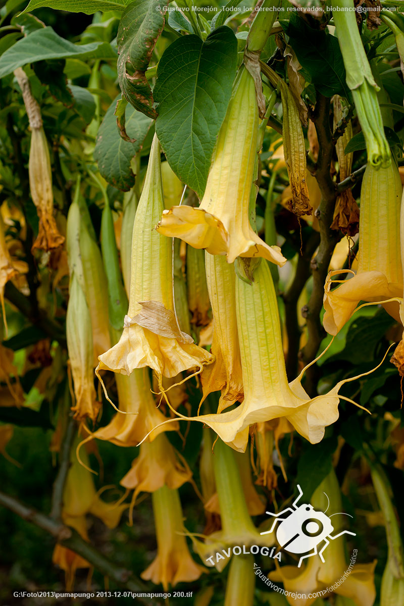 Floripondio, Wantuk o Guanto