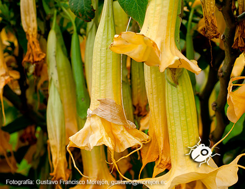 Gustavo Morejón: Fotografías en la categoría Fotografías de la flora de la ciudad de Cuenca, Ecuador.