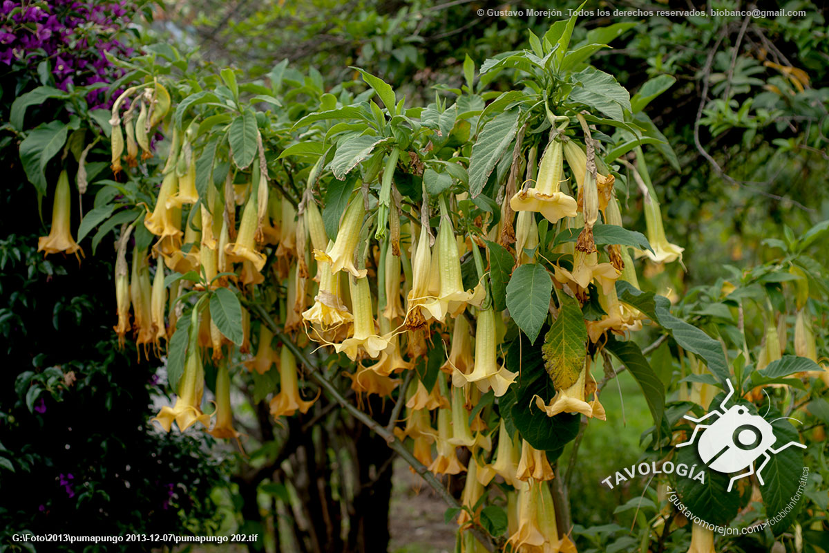 Floripondio, Wantuk o Guanto