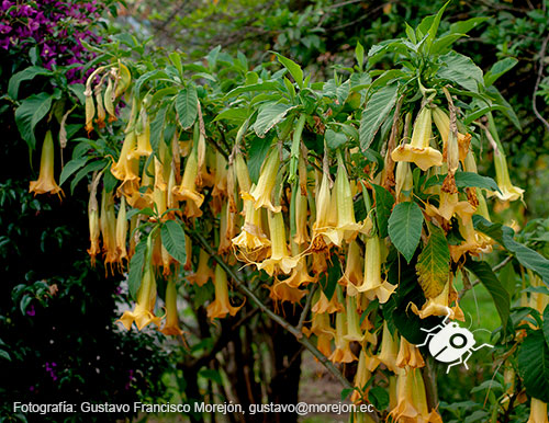 Gustavo Morejón: Fotografías en la categoría Fotografías de la flora de la ciudad de Cuenca, Ecuador.