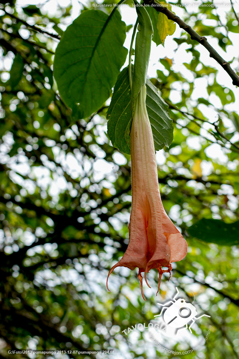 Floripondio, Wantuk o Guanto