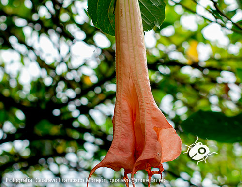 Gustavo Morejón: Fotografías en la categoría Fotografías de la flora de la ciudad de Cuenca, Ecuador.