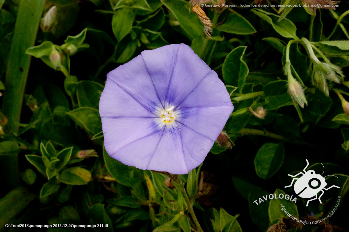 Linterna o Campanilla Azul