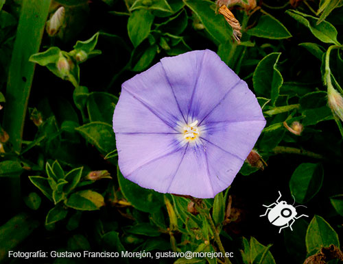 Gustavo Morejón: Fotografías en la categoría Fotografías de la flora de la ciudad de Cuenca, Ecuador.