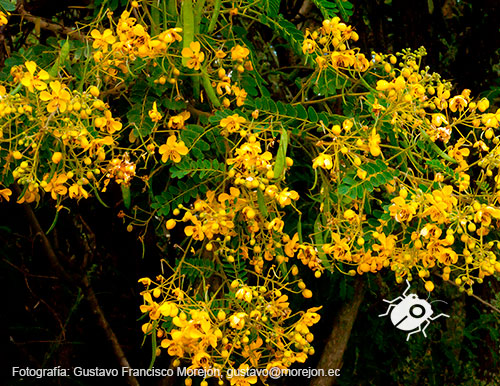 Gustavo Morejón: Fotografías en la categoría Fotografías de la flora de la ciudad de Cuenca, Ecuador.