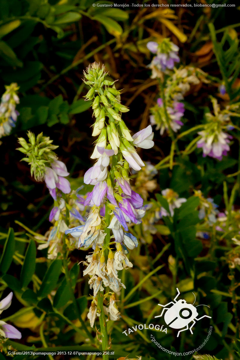 Alfalfa Gallega