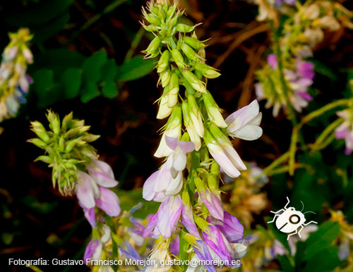 Gustavo Morejón: Fotografías en la categoría Fotografías de la flora de la ciudad de Cuenca, Ecuador.