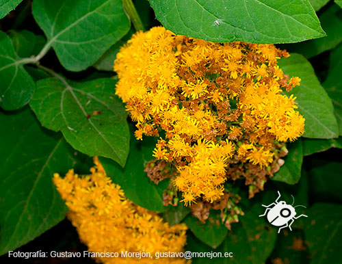 Gustavo Morejón: Fotografías en la categoría Fotografías de la flora de la ciudad de Cuenca, Ecuador.