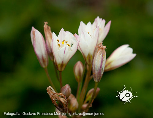 Gustavo Morejón: Fotografías en la categoría Fotografías de la flora de la ciudad de Cuenca, Ecuador.