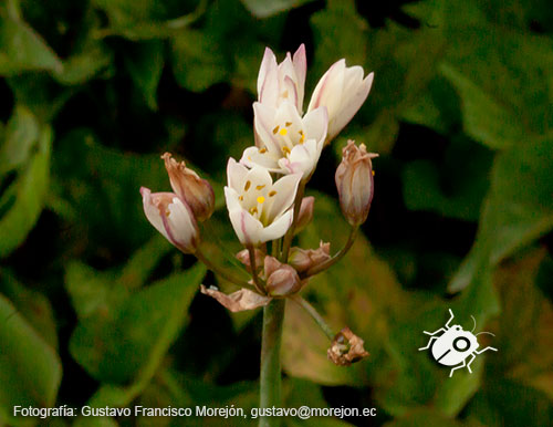 Gustavo Morejón: Fotografías en la categoría Fotografías de la flora de la ciudad de Cuenca, Ecuador.