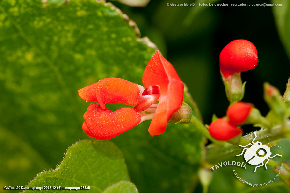 Phaseolus coccineus ssp. coccineus