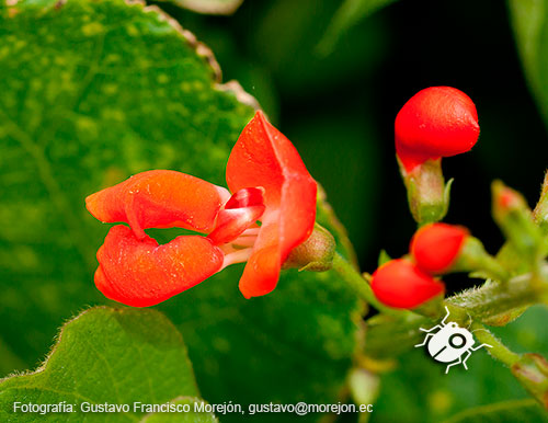 Gustavo Morejón: Fotografías en la categoría Fotografías de la flora de la ciudad de Cuenca, Ecuador.