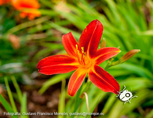 Gustavo Morejón: Fotografías en la categoría Fotografías de la flora de la ciudad de Cuenca, Ecuador.