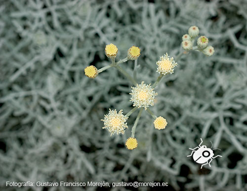 Gustavo Morejón: Fotografías en la categoría Fotografías de la flora de la ciudad de Cuenca, Ecuador.