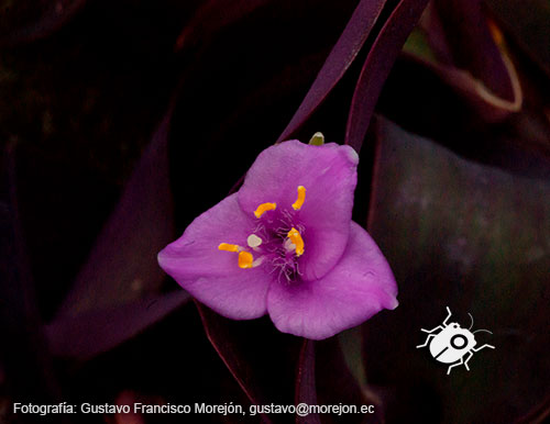 Gustavo Morejón: Fotografías en la categoría Fotografías de la flora de la ciudad de Cuenca, Ecuador.