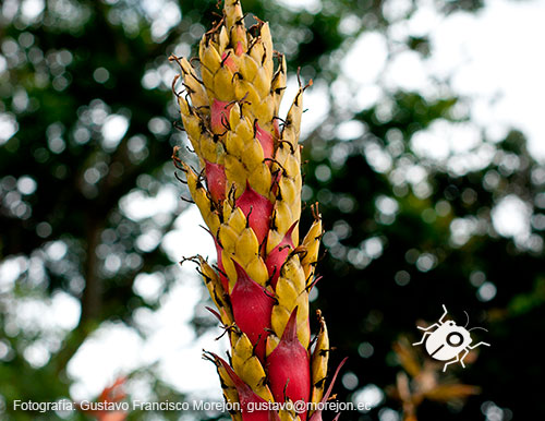 Gustavo Morejón: Fotografías en la categoría Fotografías de la flora de la ciudad de Cuenca, Ecuador.