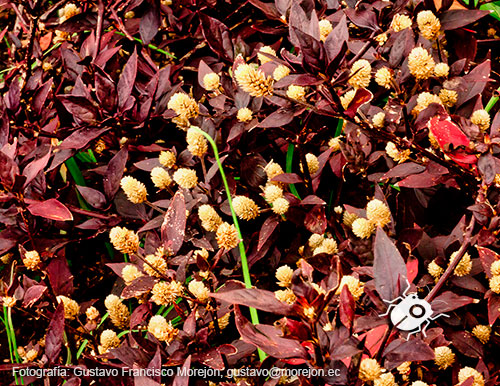 Gustavo Morejón: Fotografías en la categoría Fotografías de la flora de la ciudad de Cuenca, Ecuador.